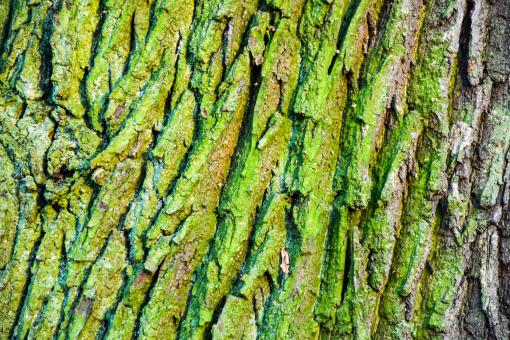 Free Stock Photo of Oak bark texture