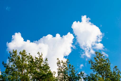 Free Stock Photo of Green pine against the blue sky with clouds