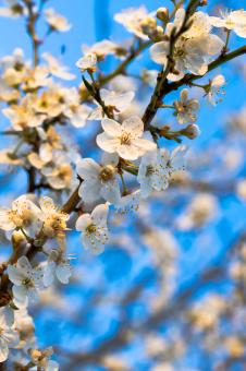 Free Stock Photo of White blossoms against the blue sky