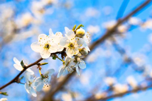 Free Stock Photo of White Blossom Flowers Against the Blue Sky
