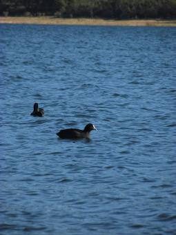 Free Stock Photo of Water wildlife- Ducks