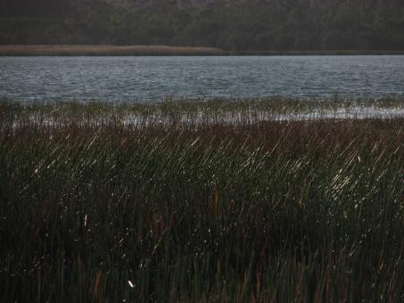 Free Stock Photo of Grass by the lake