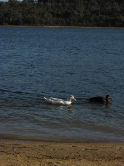 Free Stock Photo of Water birds swimming