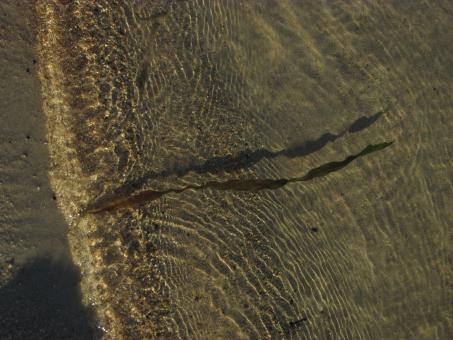Free Stock Photo of Calm lake water with seaweed