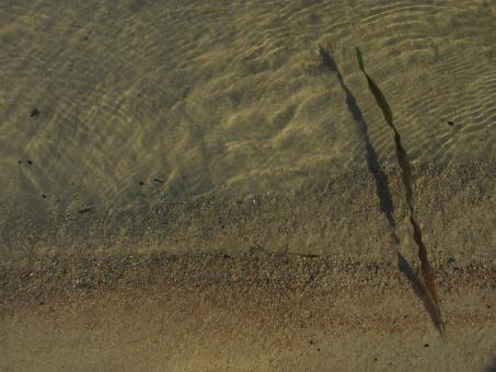 Free Stock Photo of Calm lake water and seaweed