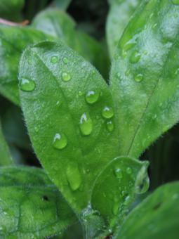 Free Stock Photo of Water droplets on a green plant