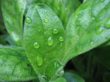 Free Stock Photo of Droplets on a green plant