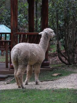 Free Stock Photo of Llama in a park