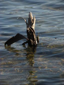 Free Stock Photo of Dead Wood in Calm Water