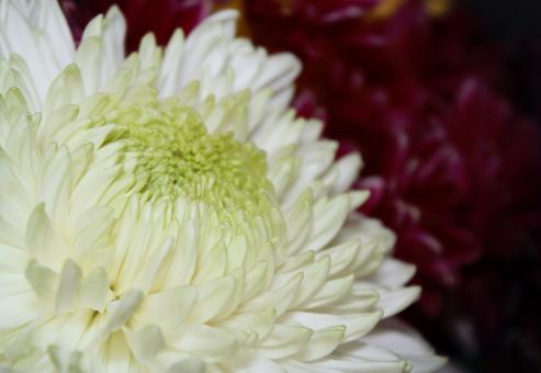 Free Stock Photo of White Chrysanthemum