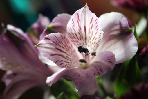 Free Stock Photo of Alstoroemeria (ornamental plant)