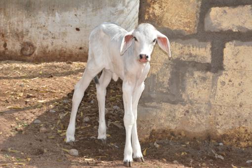 Free Stock Photo of White Calf