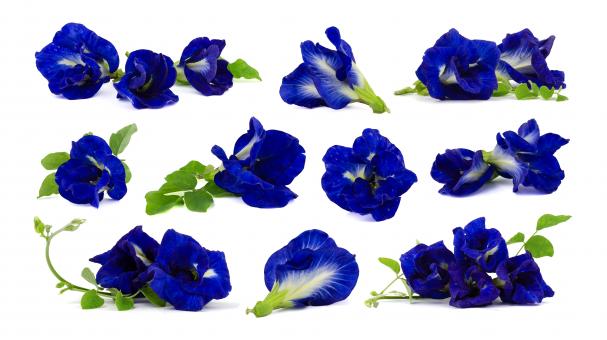 Free Stock Photo of Butterfly Peas