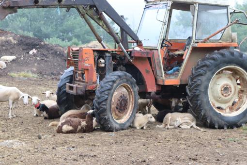 Free Stock Photo of Sheep under a truck