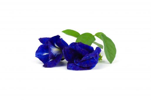 Free Stock Photo of Blue Butterfly Pea Herb