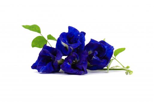 Free Stock Photo of Blue Butterfly Pea