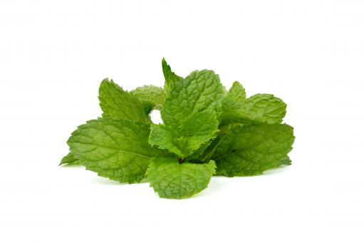 Free Stock Photo of Fresh Green Mint Leaves