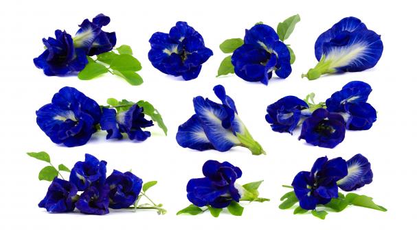 Free Stock Photo of Collection of Butterfly Peas