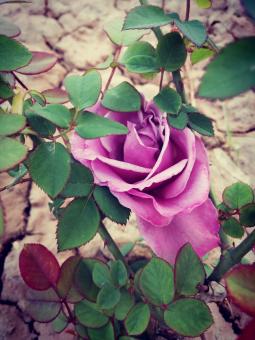 Free Stock Photo of Pink Rose