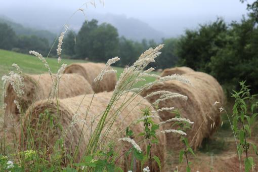 Free Stock Photo of Hay fever!