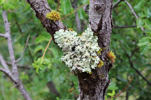 Free Stock Photo of Lichens in the countryside