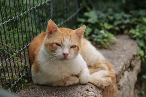 Free Stock Photo of Ginger Sweet