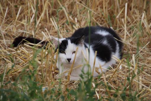 Free Stock Photo of Hiding in the straws... No better place!