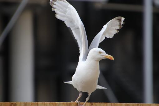 Free Stock Photo of Seagull with its wings open