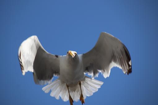 Free Stock Photo of Seagull with its wings half-open