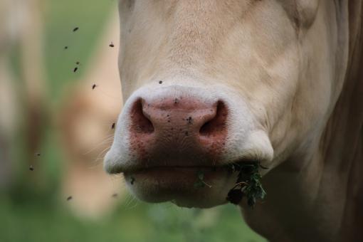 Free Stock Photo of Close-up of a cow with flies flying around