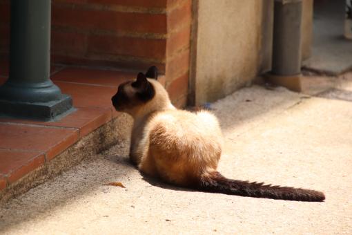 Free Stock Photo of Siamese cat waiting in front of a house door