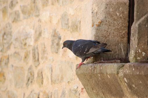 Free Stock Photo of Pigeon forced to give up perching in front of a window