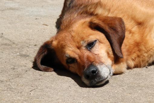 Free Stock Photo of Very tired dog resting in the middle of a small village street