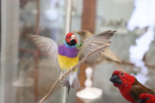 Free Stock Photo of Naturalized Birds