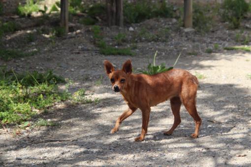Free Stock Photo of Little brown dog cautiously crossing a street