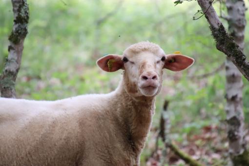 Free Stock Photo of Proud as a sheep!
