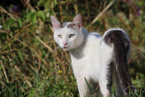 Free Stock Photo of Cat looking back