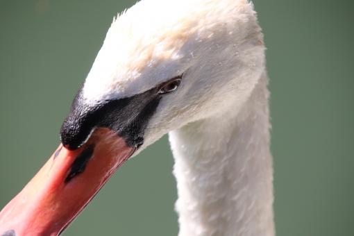 Free Stock Photo of Swan's head  close-up