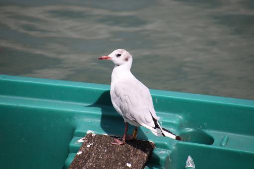 Free Stock Photo of Seagull on a little fishing boat