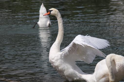 Free Stock Photo of Swan stretching in the river