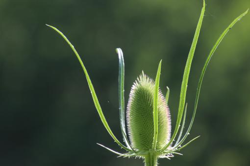 Free Stock Photo of Beautiful thistle