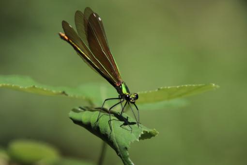 Free Stock Photo of Green dragonfly on a leaf
