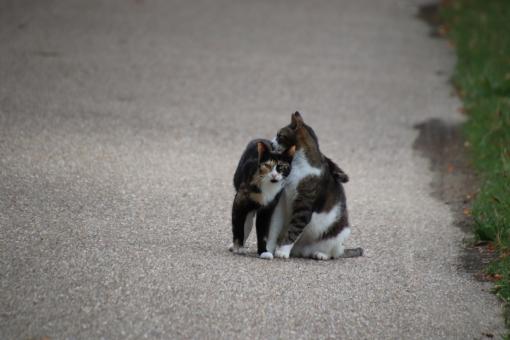 Free Stock Photo of A little hug won't hurt...