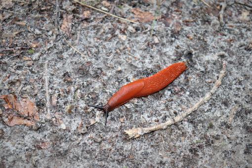 Free Stock Photo of Slug wandering on a pathway