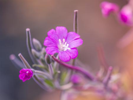 Free Stock Photo of Pink flower up close