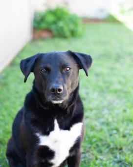 Free Stock Photo of Black Dog Sitting