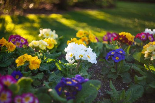 Free Stock Photo of Small Flowers in Spring