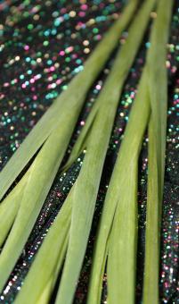 Free Stock Photo of Plant stems