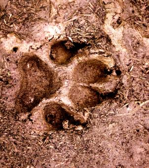 Free Stock Photo of Dog paw footprint