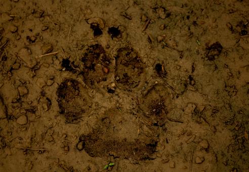 Free Stock Photo of Dog paw in mud